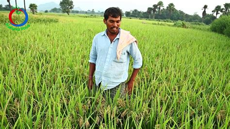 Natural Farming Paddy Cutivation In Sri Method Sampath Youtube