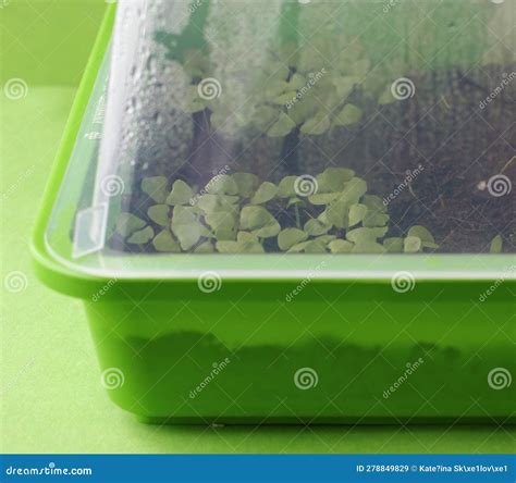 Close-up of Small Basil Plants in a Green Plastic Hotbed Cultivated at
