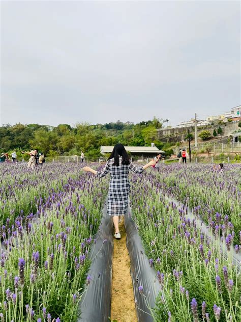 【苗栗頭屋景點】葛瑞絲香草田｜全台最大薰衣草花海，浪漫約會、網美打卡、免門票！