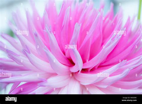 Dahlia ‘park Princess Hi Res Stock Photography And Images Alamy