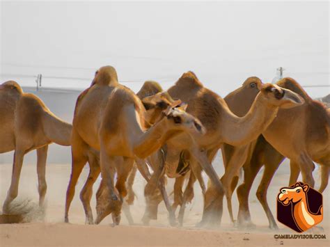 How Camels Have Adapted To Survive In Hot Deserts