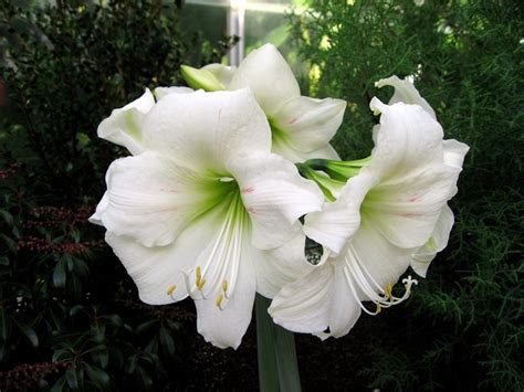 Amaryllis Closeup White Hd Wallpaper Rare Gallery