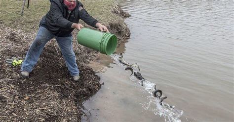 Trout Harvest Stocking Seasons Are Underway Local News Niagara