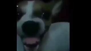 View 12 Dog Shivering Meme - anodesxyzpics