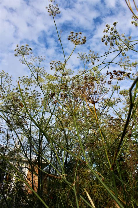 Fennel plants