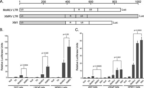 Xmrv Ltr Exhibits A Higher Transcriptional Activity In Lncap And Wpmy