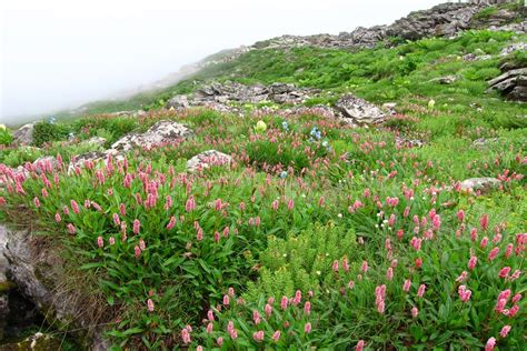 Flower Tour Of Leh Ladakh India Ladakh Holiday Shikhar Travels