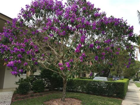 Purple Glory Tree Naples Fl March 2016 Plants Tree Flowers