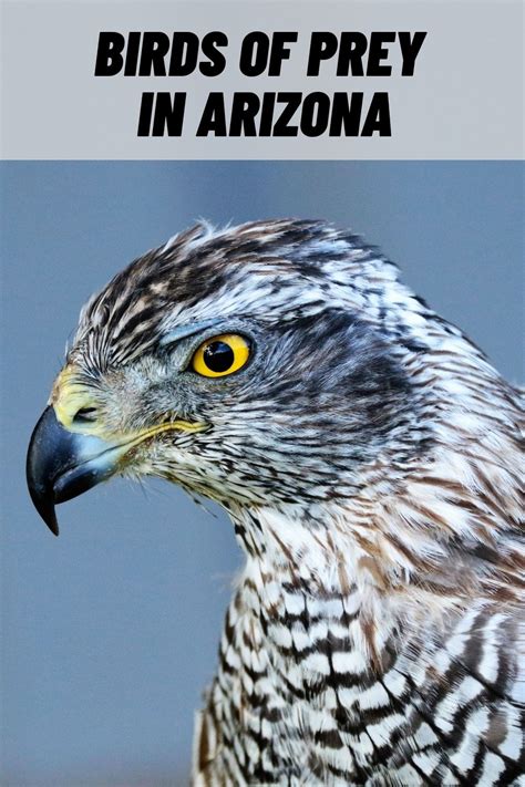birds  prey  arizona raptors  pictures