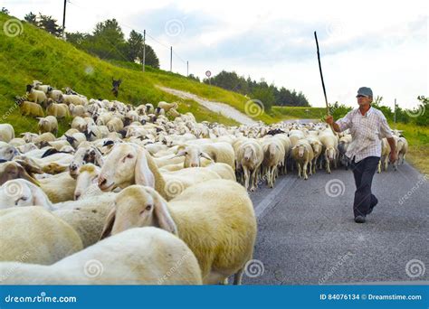 Shepherd Leading His Flock Editorial Stock Image Image Of Nature