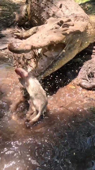 Saltwater Crocodile Devours Dinner Gatorland Crocodile