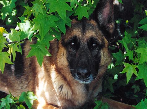 Каталог Собак Фото – Telegraph