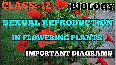 Class 12 Biology Chapter 2 Sexual Reproduction In Flowering Plants