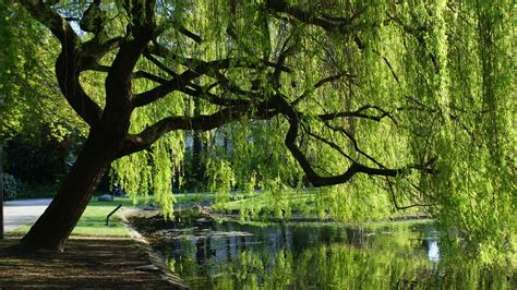 Free Images Landscape Tree Water Nature Swamp Branch Leaf