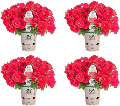 Amazon In Eco Grande Supertunia Really Red Petunia Live