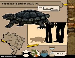 TESTUDINOS Testudines | paleozoobr