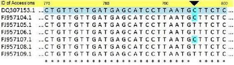 An Example Of Multiple Sequence Alignment Results Over Seven Accessions