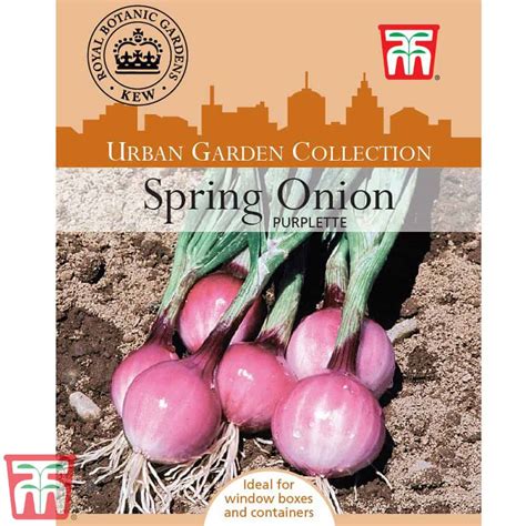 Spring Onion Purplette Kew Collection Seeds The Veggie Gardener