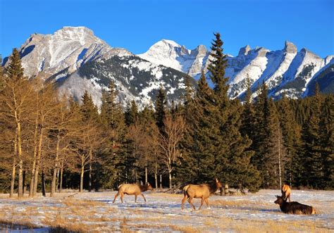 The Top 10 Coolest Facts About Elk Island National Park Canada Untamed