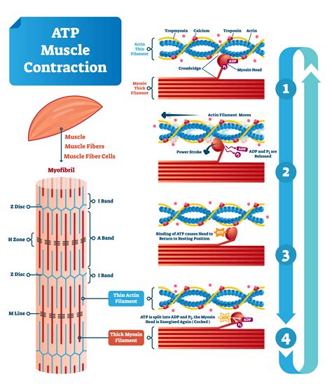 How To Reduce Muscle Tone Pain And Damage With Netti Dynamic System