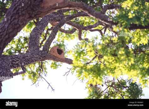 Rufous Hornero Nest Stock Photo - Alamy