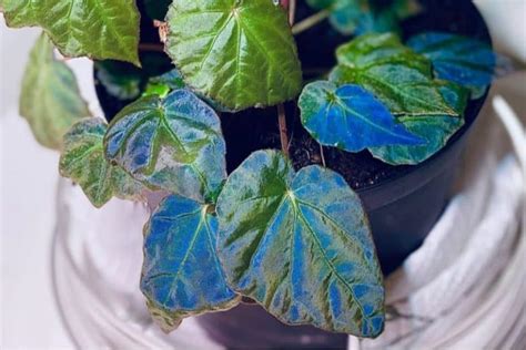 Begonia Pavonina Plant Care Plantly