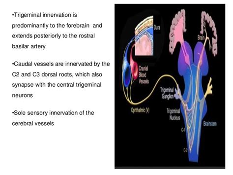 Trigeminovascular System Seminar