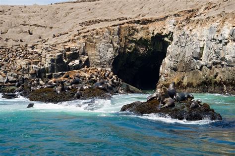 Lima Palomino Islands Swim With Sea Lions In The Pacific Ocean Limatours