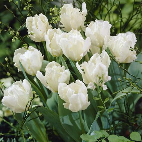 20 X Tulip Bulbs Tulip White Parrott Flowered Bulbs Size 10 11