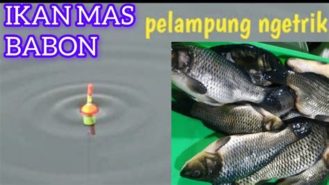 Umpan Ikan Mas Tanpa Essen Umpan Putih Ikan Mas Umpan Putih