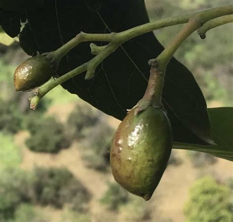 Mexicola Grande Avocado Grow Guide Tropical Tree Guide