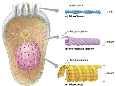 Architecture le cytosquelette Découverte d une cellule eucaryote