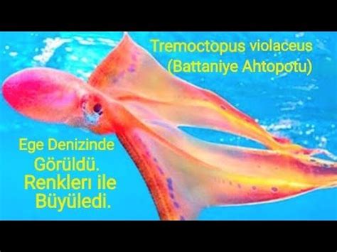 Ahtopotlarin En Lg N T R Battan Ye Ahtopotu Tremoctopus Violaceus