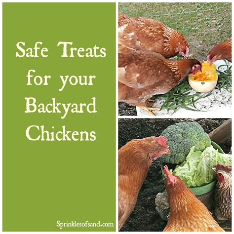 Safe Treats For Backyard Chickens Chickens Backyard Chickens Pet