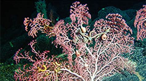 Education: Themes: Deep-sea Corals: Background Information: NOAA Ocean ...