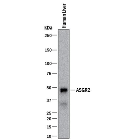 Human ASGR2 Antibody R D Systems 100 μg Unconjugated Antibodies