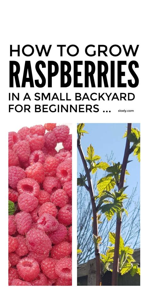 How To Grow Raspberries In A Small Space Artofit