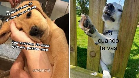 Memes De Amor Y Perritos Para Dedicarle A Tu Crush Por Whatsapp Petlife