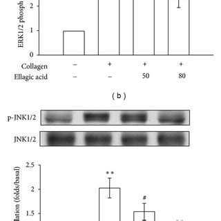 Effects of formononetin 10 and 100 μmol L verapamil 1 μmol L and