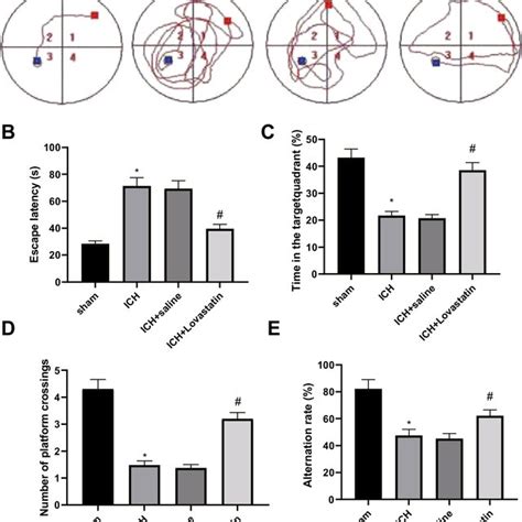 Lovastatin Suppresses Ich Induced Autophagy Level Note Rats Were