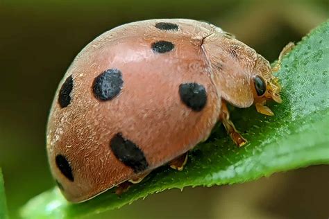 How To Identify And Control Mexican Bean Beetles Simplym Press