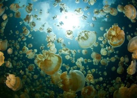 Jellyfish bloom – GKToday