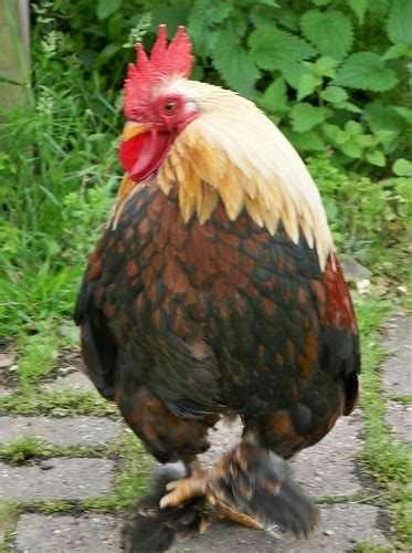 Cockrel Weston Super Mare Somerset Jacquemart Flickr