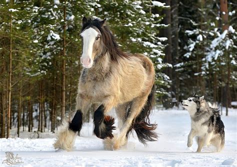 Дани Бой - Избранные фотографии - фотографии - equestrian.ru