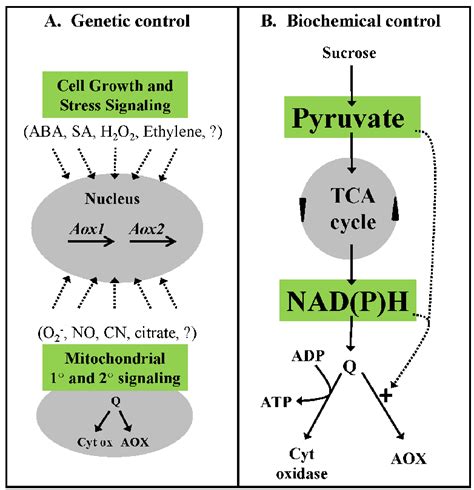 Genetic A And Biochemical B Control Of AOX Respiration In Plants