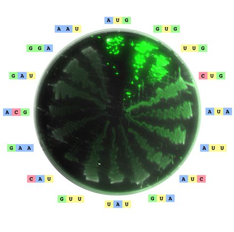 ‘Start Codons’ in DNA and RNA May Be More Numerous Than Previously ...