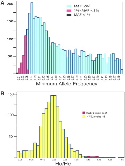 Distribution Of Minor Allele Frequencies Mafs And Hohe Snps From