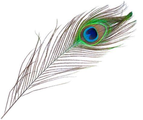 Peacock Feather - Samadhi Shrine | Siddha Yoga Bookstore