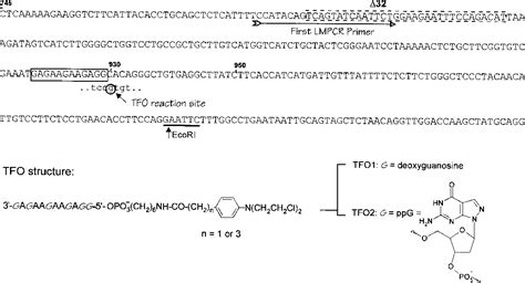 Figure 1 From Triplex Targeting Of A Native Gene In Permeabilized