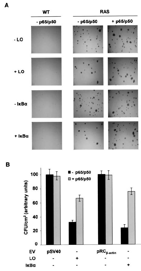 Lo Mediated Inhibition Of Oncogenic Ras Focus Forming Activity Can Be